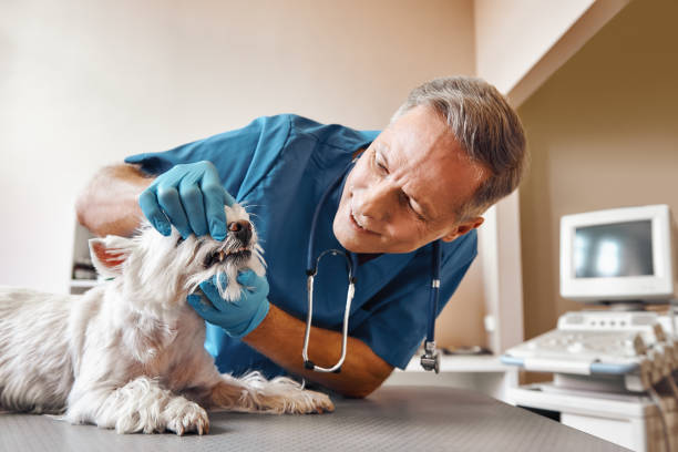 Best Pediatric Emergency Dentist in Chena Ridge, AK